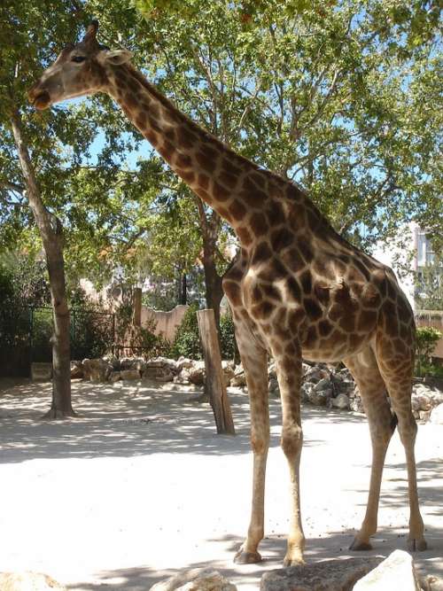 Giraffe Animal Nature