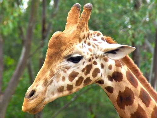 Giraffe Male Animal Head Africa African Wildlife