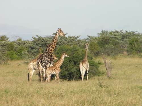 Giraffe Africa Nature Wildlife Animal Safari