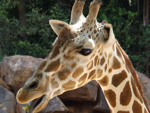 Giraffe Zoo Wild Wildlife Animal Nature Mammal