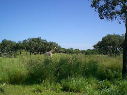 Giraffe Sky Grass Summer Animal Wild Nature