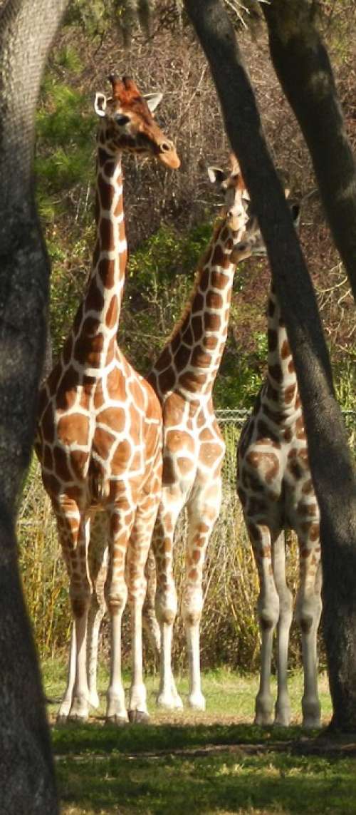 Giraffe Animal Africa Wildlife Mammal Zoo