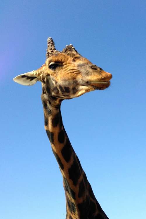 Giraffe Zoo Africa Neck Large Animal Wild