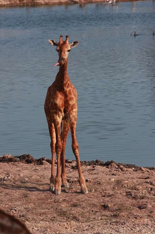 Giraffe River Safari Animals Long Neck Herbivorous
