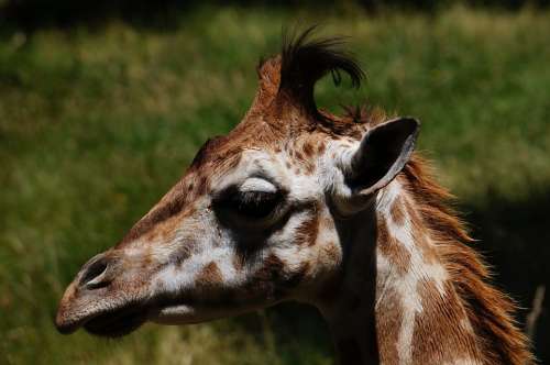 Giraffe Animal Zoo Portrait Head Safari