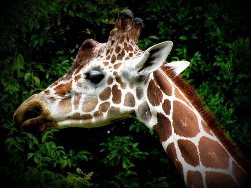 Giraffe Head Animal Ears Pattern Africa Nature