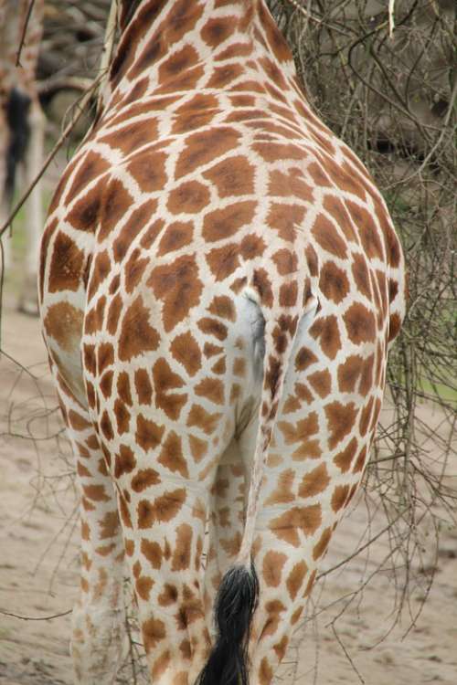 Giraffe Africa Zoo Savannah Wild Animal