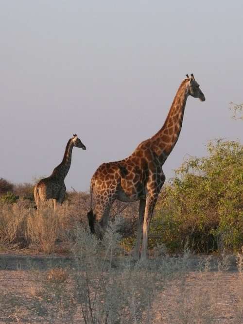 Giraffes Animals African Mammal Herbivore Safari