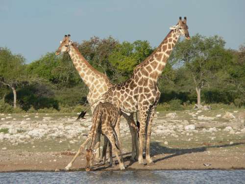 Giraffes Safari Namibia Drink