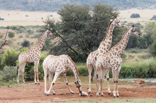 Giraffes South Africa Wilderness Safari Giraffe
