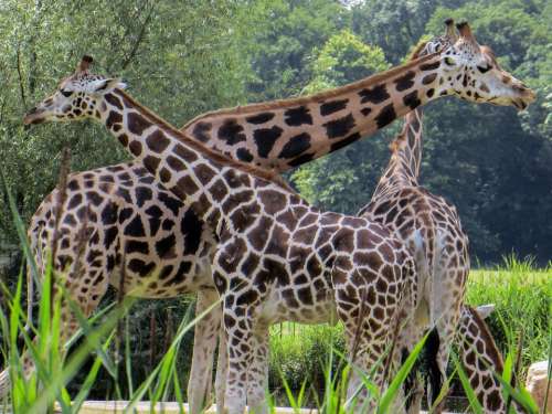 Giraffes Animals Neck