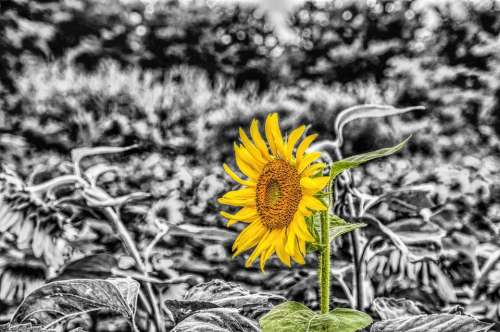 Girasol Sunflower Mirasol Girasole Flower