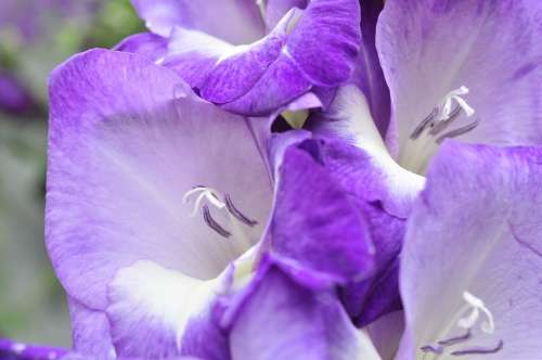 Gladiolus Purple Summer Flower