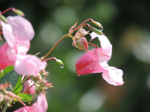 Gland-Bearing Jewelweed Balsam Blossom Bloom Pink