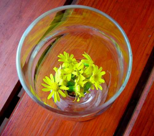 Glass Flower Yellow Daisy Yellow Flowers Spring