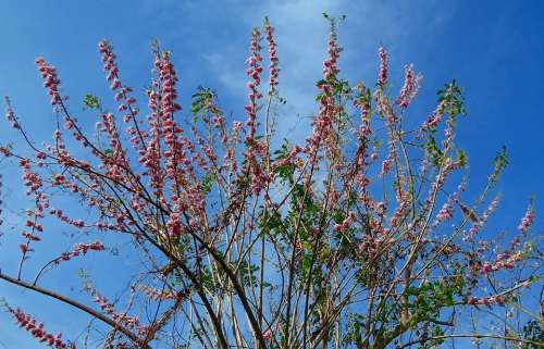 Gliricidia Sepium Mexican Lilac Tree Flowers