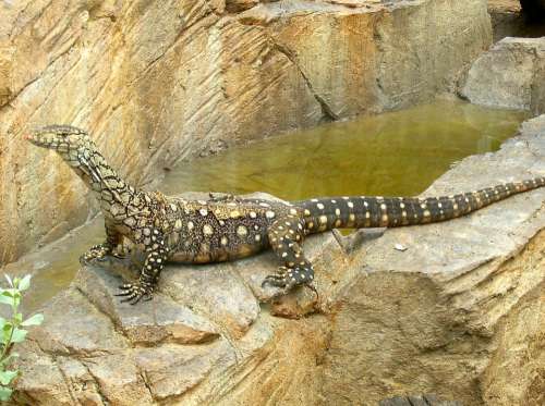 Goanna Lizard Australia Australian Lace Dragon