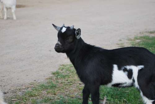 Goat Goats Animal Farm Horns