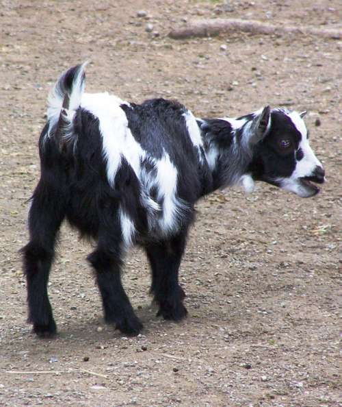 Goat Animal Mammals Nature