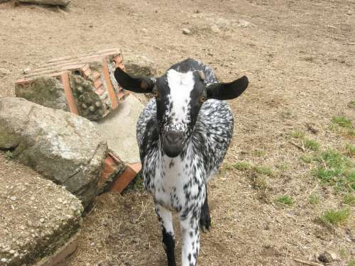 Goat Animals Farm Mammals