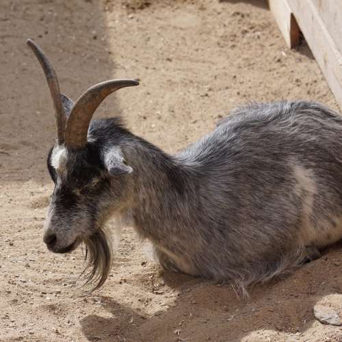 Goat Domestic Goat Capra Hircus Aegagrus