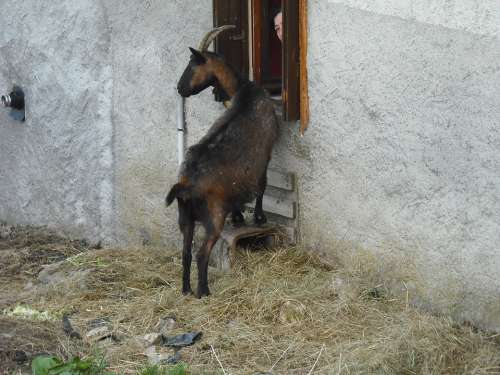 Goat Animals Brown