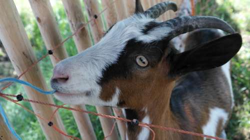 Goat Billy Goat Wild Horned Horns Farm Livestock