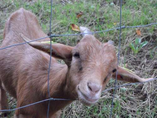 Goat Fence Cheeky Farm Friendly Trustful Kid