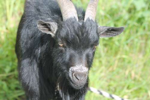 Goat Bock Mammals Horns