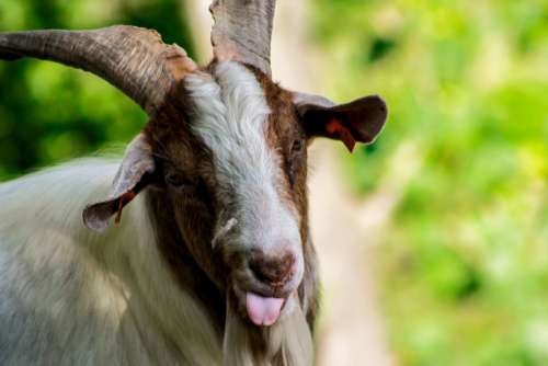 Goat Buck Horn Horns Mammals Language