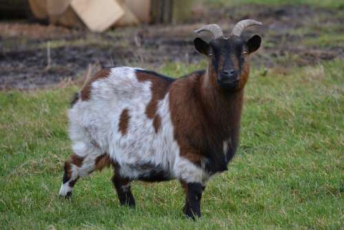 Goat Animal Meadow