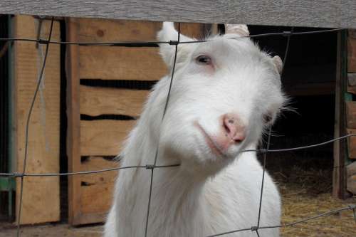 Goat Animal Curious Domestic Goat Farm