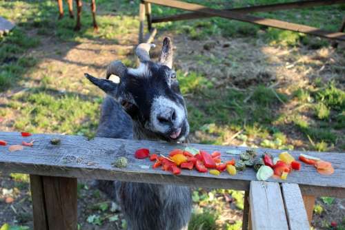 Goat Eat Animal Farm