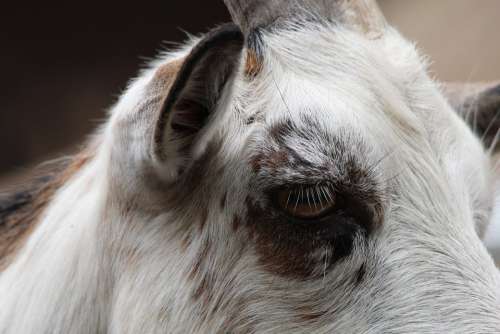Goat Eye Animal Close Up Animals
