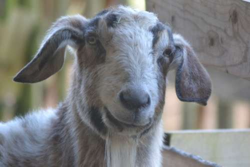 Goat Stall Livestock Billy Goat Country Life Bock