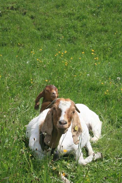Goat Kid Farm Animal White Mammal Domestic Cute