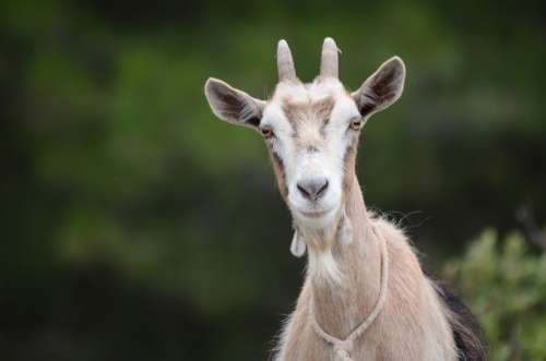 Goat Animal Face