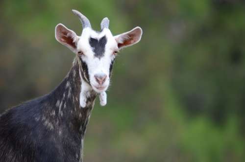 Goat Animal Nature