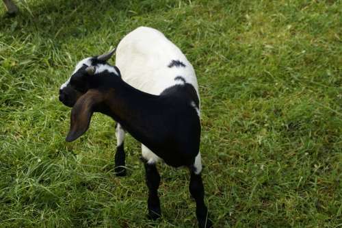 Goat Kid Pet Farm Domestic Goat Animal Cute