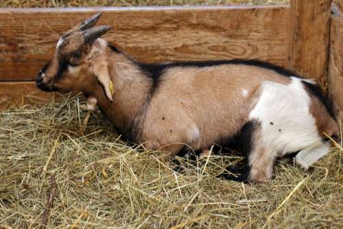 Goat Domestic Goat Stall Hay Livestock Pet Cute