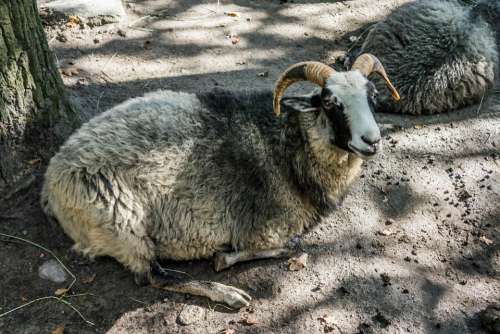 Goat Livestock Horn Farm Agriculture Animal
