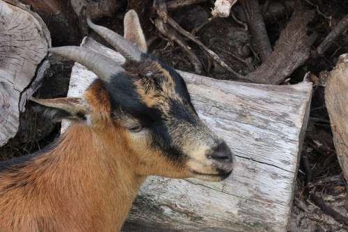 Goat Billy Goat Animal Horns Domestic Goat Zoo