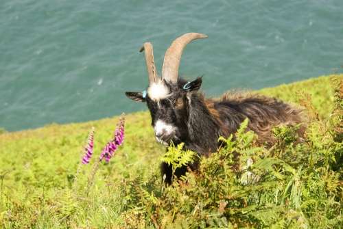 Goat Nature Wild Animal Mammal Milk Countryside