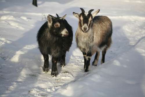 Goat Dvärgget Animals Animals In Snow