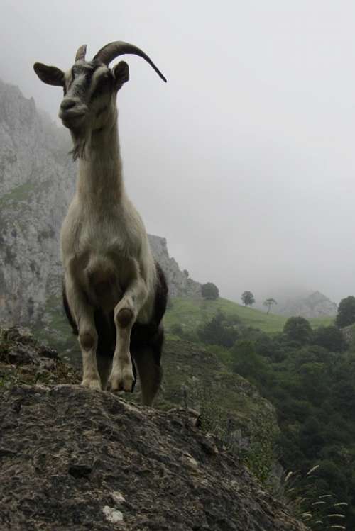 Goat Asturias Mountain