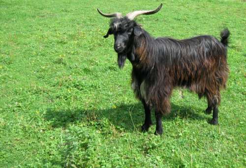 Goat Meadow He-Goat Mammals Animal Grassland