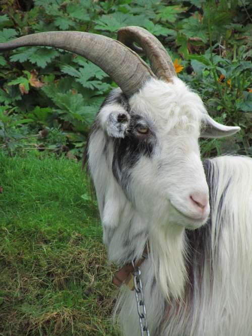 Goat Park White Black Animal Nature Browser