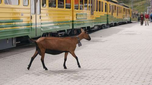 Goat Rack Railway Jungfrau Railway Platform Train