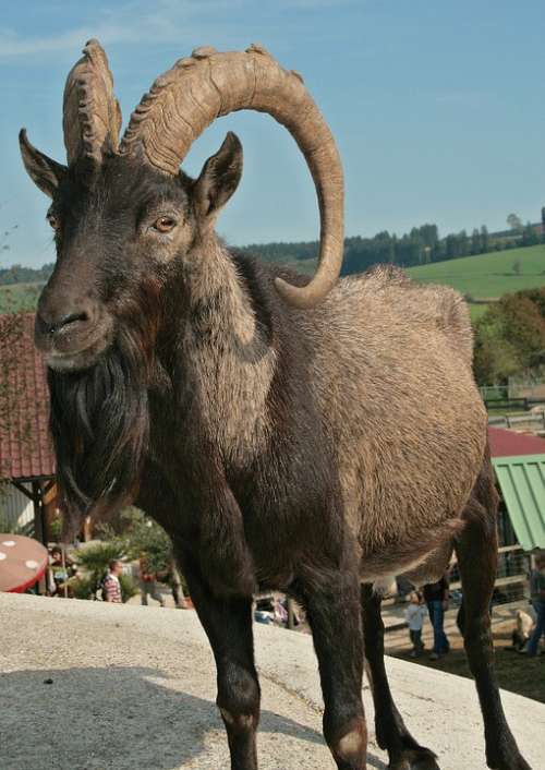 Goat Buck Billy Goat Bock Horns Farm Goat