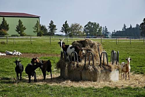 Goats Hay Krmelec Fences Economy Animals Trees